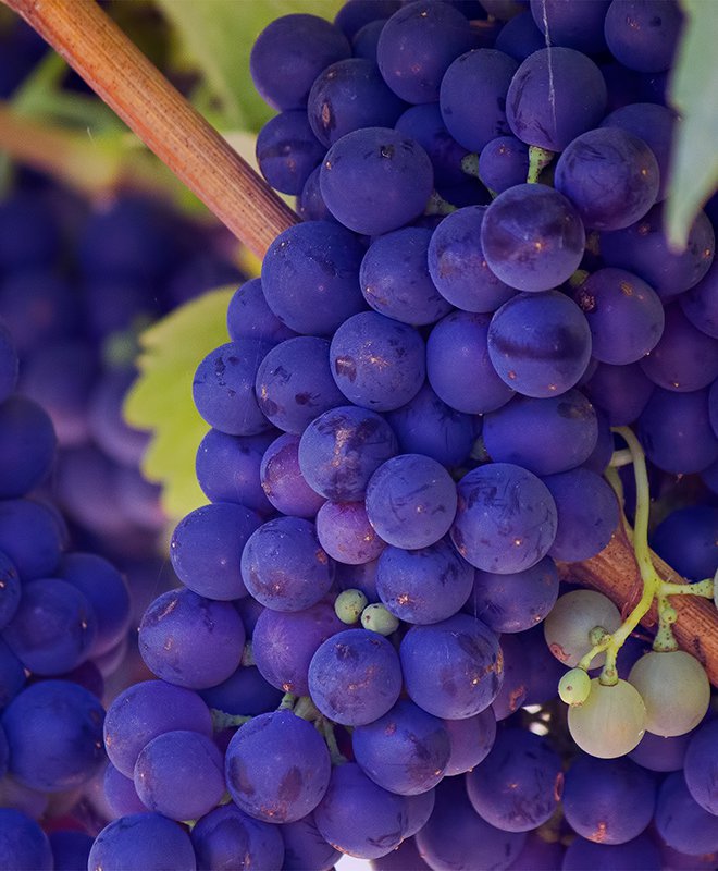 L’apéro des vigneronnes