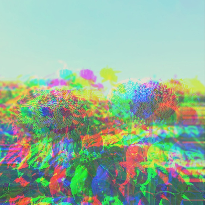 GANS SAUVAGE