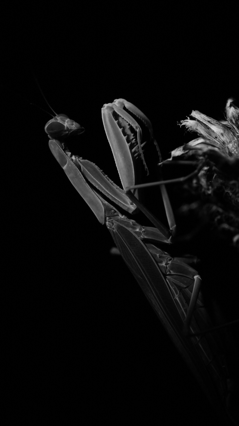 Bugbusters – Hollywoods heimliche Stars I Gaskessel Bern