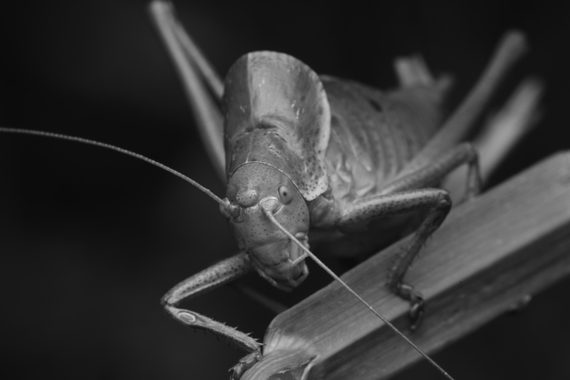 Bugbusters – Hollywoods heimliche Stars «Käfer & kundig Tour 2026»