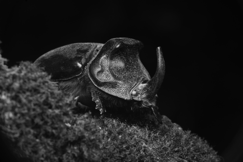 Kindershow: Die Superkräfte der Insekten «Käfer & kundig Tour 2026»