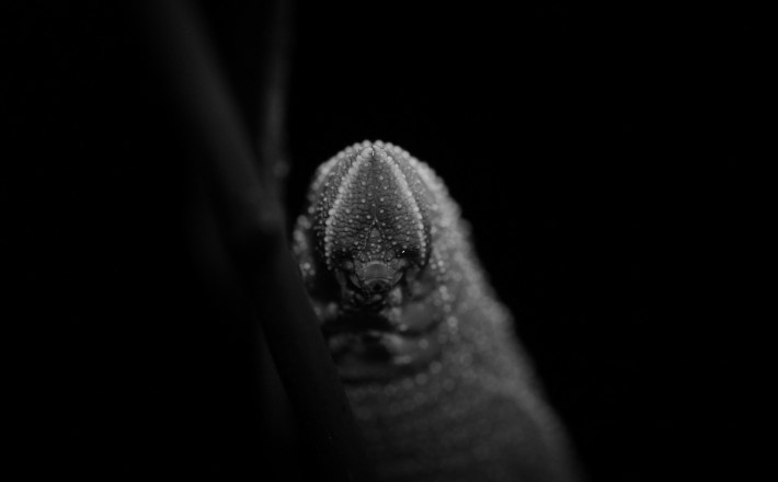 Käfer & Kundig – Die Insektenshow: Kinderprogramm