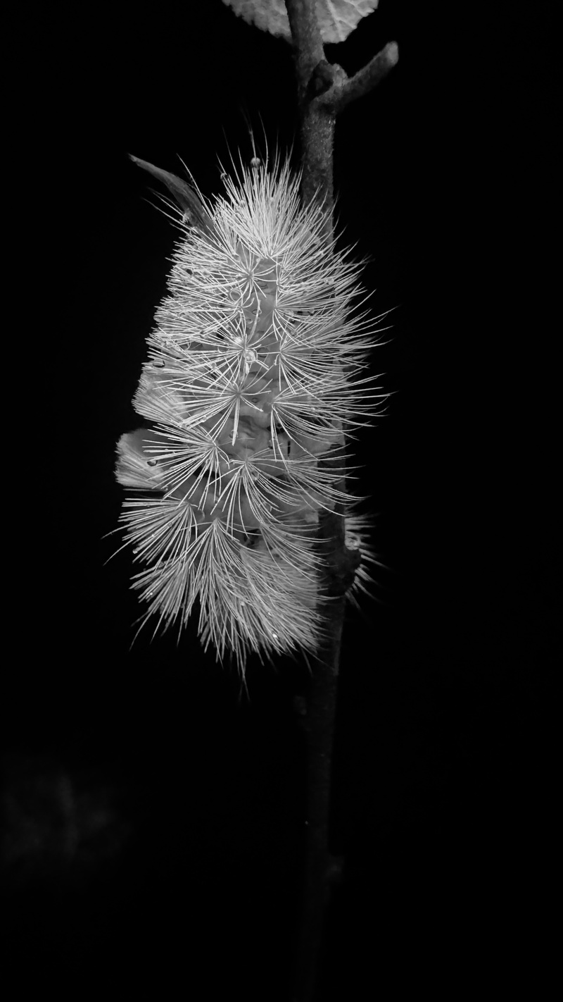 Kindershow: Die Superkräfte der Insekten – «Käfer & kundig Tour 2026»